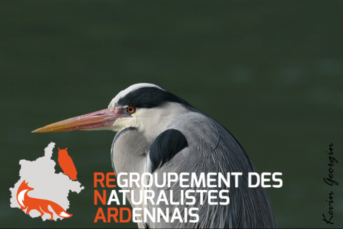 Asso ReNArd